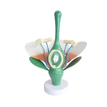 Anatómiai Virág, s a Levelek Porzó Modell, Reális Anatómiai Virág Porzó Modell Növény Levelei Porzó Anatómiai Modell