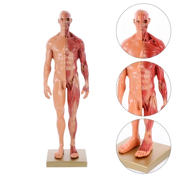 Manöken Gyanta Eszközök Emberi Izmok Tanulási Modell CG Festmény, Szobor Test Mini Anatómiai Felépítése