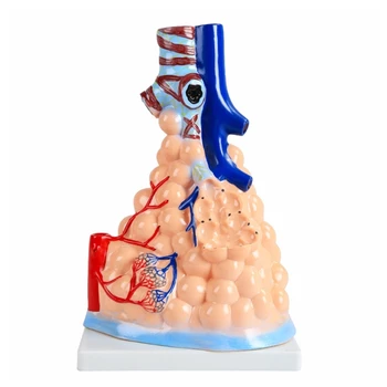 Az Emberi Légutakat Modell Emberi Alveoláris Cardiopulmonalis Anatómiai Modell, Tüdő-Szív-Modell Orvosi Tanítás Hajó