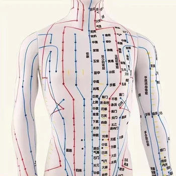 PVC Meridian Modell Emberi Akupunktúra Pont a Nők Férfi Test Modell 40Cm Orvosi Oktatás Készülékek Férfi Női Arany Fehér Réz