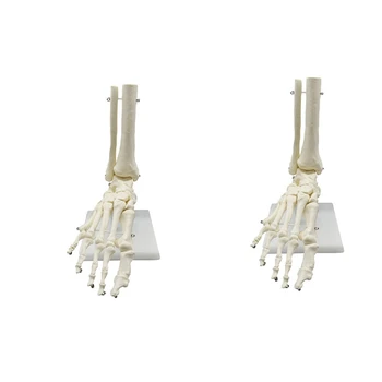 2X 1:1 Emberi Csontváz Láb Anatómiai Modell Láb, Boka A Szár Anatómiai Modell Adottságok Tanítás Források