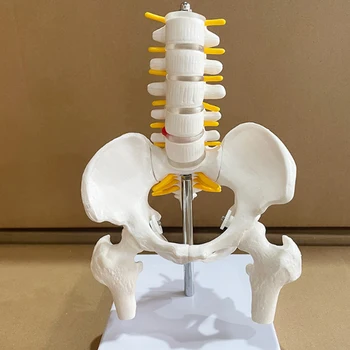 Emberi Kismedencei Ágyéki Csigolyák Modell Felnőtt Combcsont Ortopédia Gerinc Gerinc Modellek Csontváz Anatómia 1/2 Élet Méret